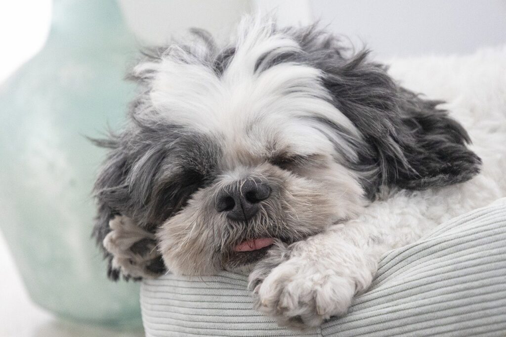 shih tzu, nature, dog